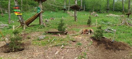 zasaditev smrekic (2)